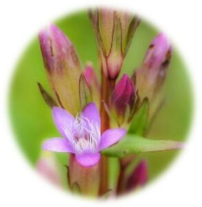 Gentian- Fleur de Bach- Elixirs Floraux- Conseillère agréée