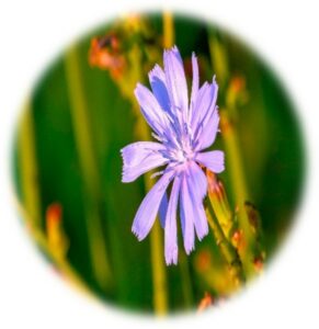 Mustard- Fleur de Bach- Elixis floraux-Conseillère agrée en fleurs de Bach- Florithérapie (2)