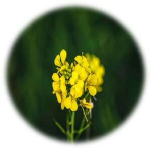 Mustard- Fleur de Bach- Elixis floraux-Conseillère agrée en fleurs de Bach- Florithérapie