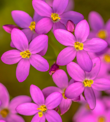 Fleur de Bach Centaurée