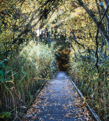 Le Chemin vers ta Nature