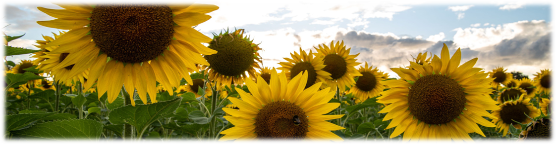 Tournesol-Floritherapie-Fleur-Contemporaine